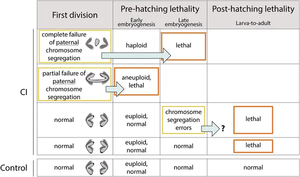 CI-derived embryos often face chromosome errors causing death before or after hatching, with some dying during later development stages.