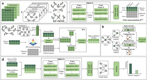 MNDGNN processes biological data through multiple steps to learn gene features and predict cancer driver genes accurately.