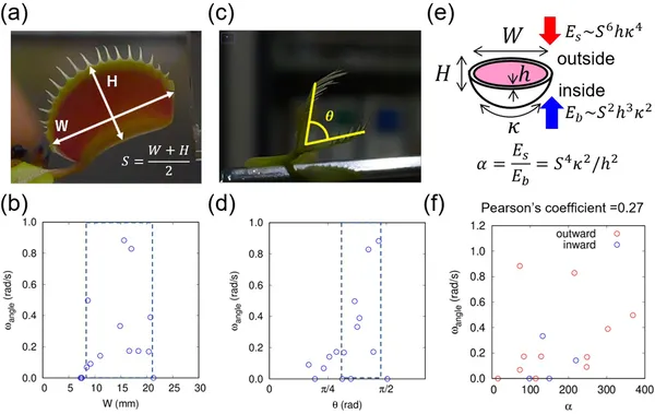 This figure shows how the speed of a trap's movement relates to its size, leaf angle, and the balance between stretching and bending forces in the leaf.