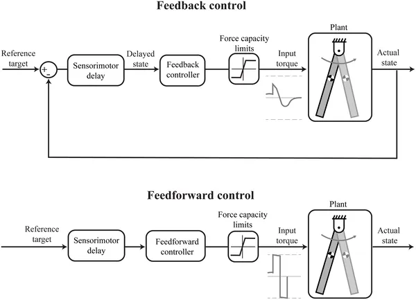 This figure shows how the body uses feedback and feedforward control to quickly respond to pushes or trips, adjusting muscles to keep balance.