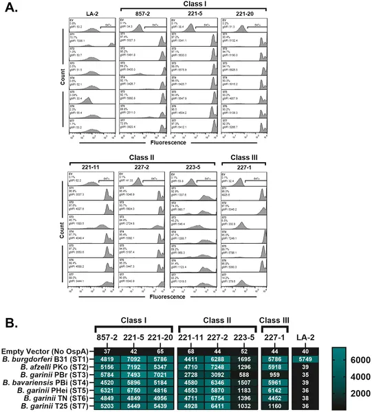 Antibodies bind differently to B. burgdorferi surface proteins, showing strong and specific interactions across various strains.