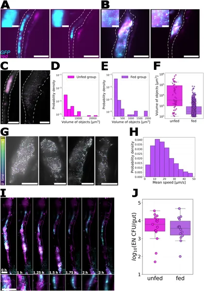 Rotifer feeding changes how Enterobacter bacteria group and move inside zebrafish larvae guts, shown by glowing bacteria and gut images.