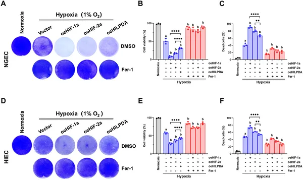 Increasing HIF-1α/2α or HILPDA levels worsens cell damage under low oxygen, but a treatment can reduce this harm.