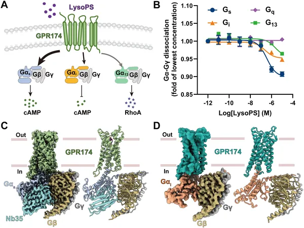 Figure shows how GPR174 receptor is activated by LysoPS and its detailed 3D structure with different protein complexes revealed by cryo-EM.