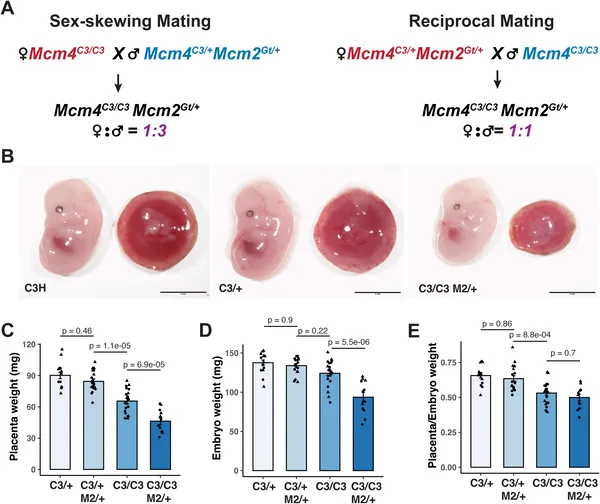 Mutant embryos with semi-lethal genes show lower placental and body weights compared to normal ones at mid-pregnancy.