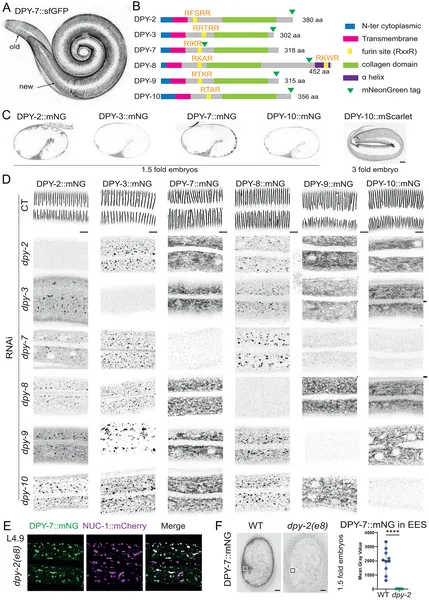 Collagen proteins in worms work together to build and release furrows in their skin during growth and molting.