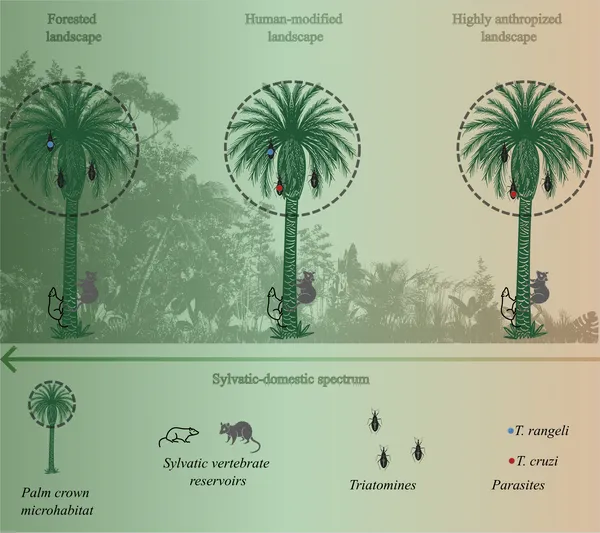 Diagram showing how palm trees in the Amazon host bugs and animals, with bug types changing from wild to human areas along a deforestation gradient.
