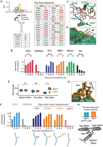 This figure shows how specific RNA sequences affect virus replication and their interactions with viral proteins in different flaviviruses.