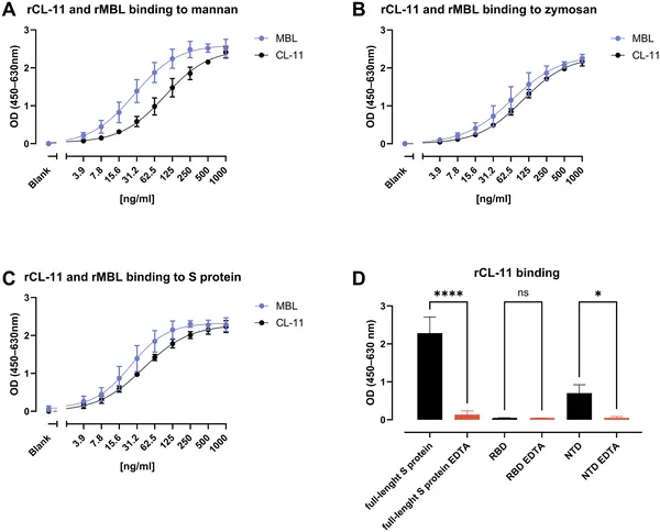 CL-11 protein binds strongly to specific parts of the COVID-19 spike protein and other ligands, showing key interaction patterns.