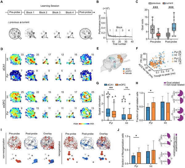 Rats quickly learned new goal spots on a cheeseboard task, shown by shorter paths and more visits to current goals after training.