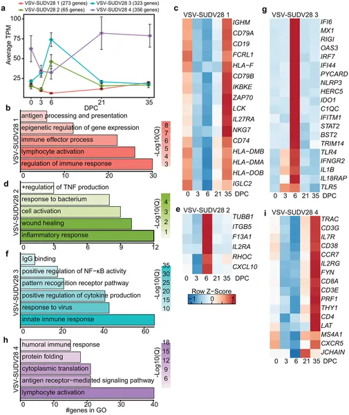 Graphs show gene activity changes linked to protection from deadly disease after VSV-SUDV28 exposure.