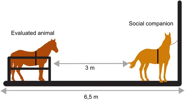 Diagram showing the test area and positions of the animal and its social companion during data collection.