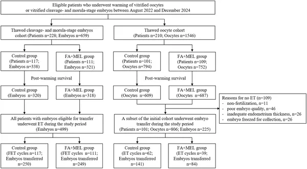 Flowchart showing participant groups in the thawed-embryo and thawed-oocyte study, including treatments like fatty acids and melatonin.
