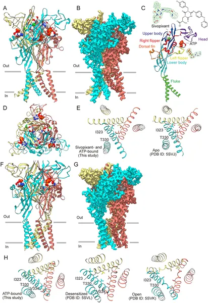 3D views of the human P2X3 receptor with ATP and sivopixant show detailed structures and binding sites from different angles.