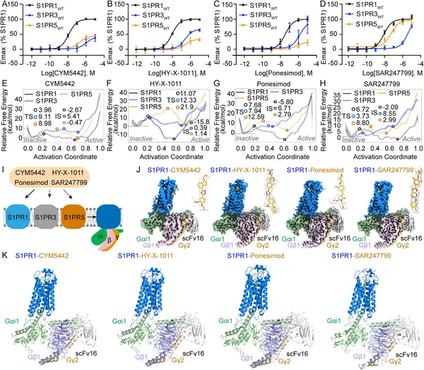 Structures and activation of S1PR1, S1PR3, and S1PR5 by four drugs show how they bind and trigger responses in these receptors.
