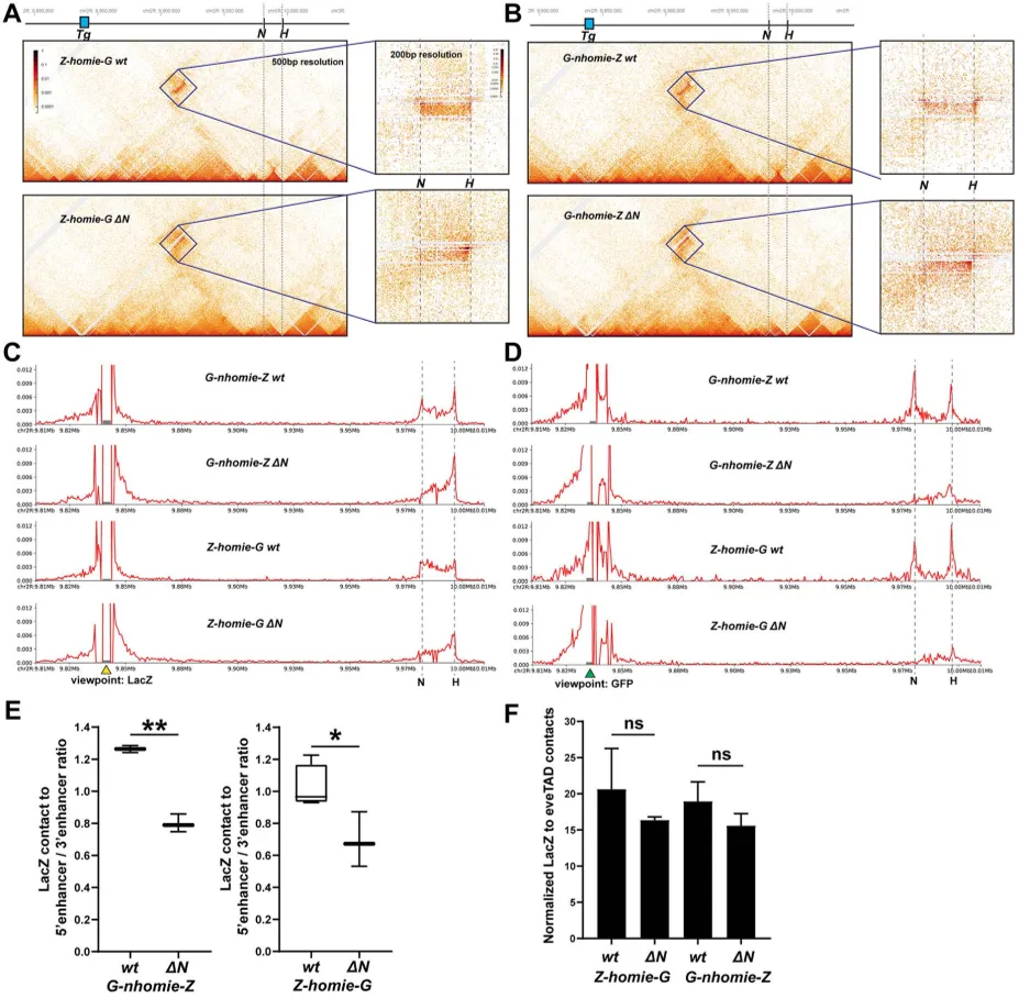 This figure shows how a transgene physically interacts with the eve gene in normal and mutant cells, highlighting changes in contact patterns.