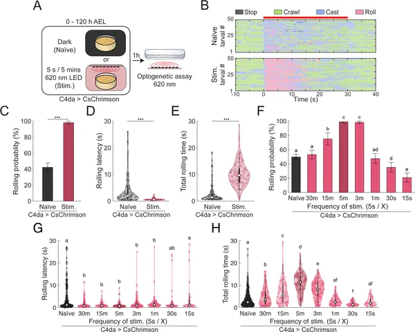 Early pain-like nerve activation changes how larvae react later, affecting their rolling behavior and response speed.