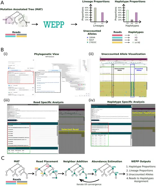 WEPP analyzes genetic data to identify and estimate the abundance of different haplotypes using an interactive dashboard and phylogenetic algorithms.