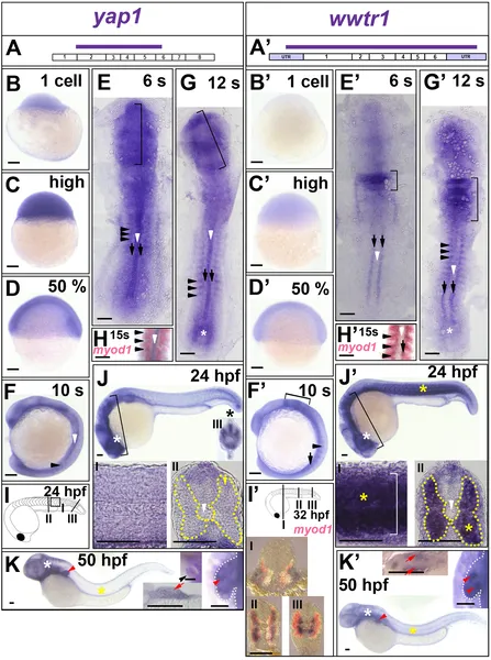 Early development shows distinct patterns of yap1 and wwtr1 mRNA in brain, notochord, and muscle precursor cells.