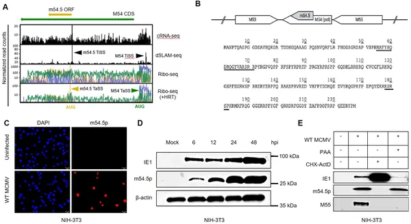 The m54.5 gene produces a nuclear protein early in infection, shown by RNA and protein data in mouse cells infected with MCMV virus.