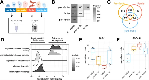 Gene activity changes across ovarian cycle phases, with unique and shared genes active during fertility, affecting inflammation and ion transport.