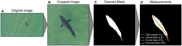 This figure shows how drone images are processed to measure shark size and body shape accurately using image cropping, cleaning, and calculations.