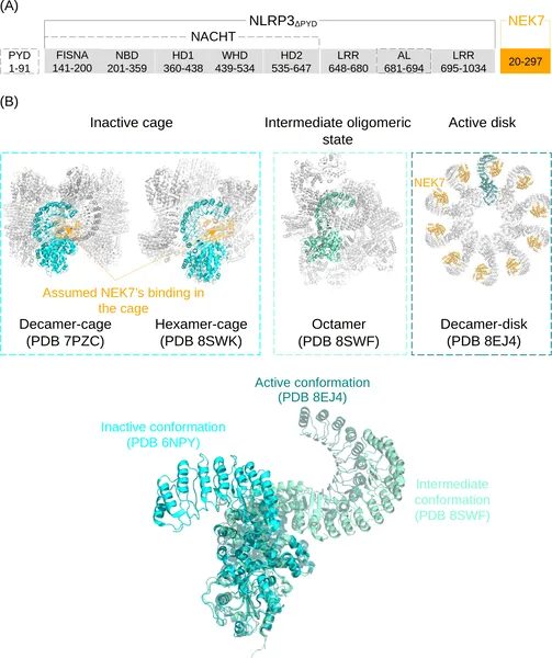 This study explores how NEK7 affects the shape changes of the NLRP3 protein involved in immune response activation.