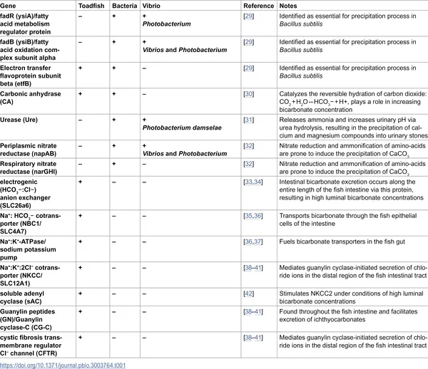 Table showing genes linked to CaCO3 formation, with plus (+) for presence and minus (−) for absence, plus Vibrio species details.