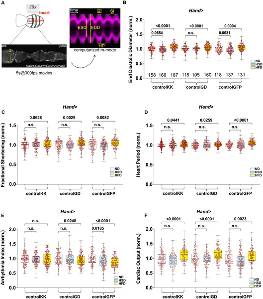 Heart function in female flies was measured after 10 days on normal or high-sugar diets and 3 days on a high-fat diet, showing changes in heart size and activity.
