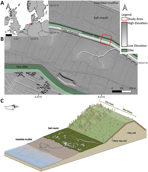 Map and setup of two planted dike sections on Germany's North Sea coast, showing soil layers and plant types used in the experiment.