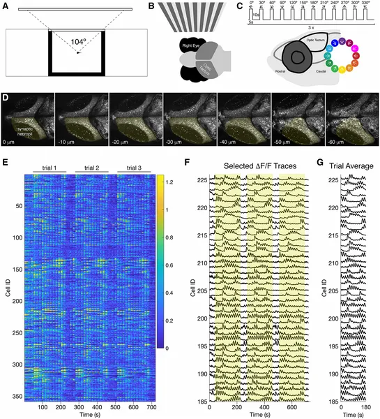 Zebrafish larvae brain cells light up in response to moving patterns shown to one eye, revealing how they see motion directions.
