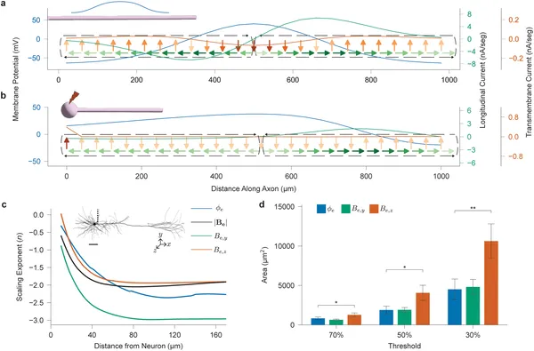 Neuron models show how electrical currents and fields scale along axons during action potentials, revealing current loops and distance effects on signals.