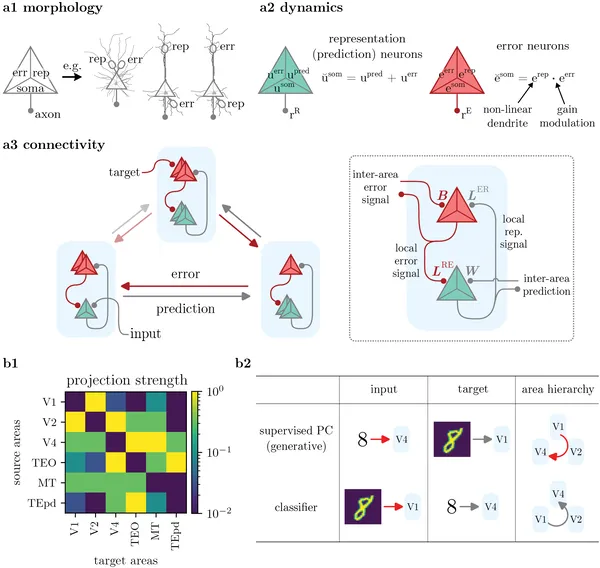 Our neuron model uses three parts to process signals, showing how brain areas connect and communicate for prediction and error detection.