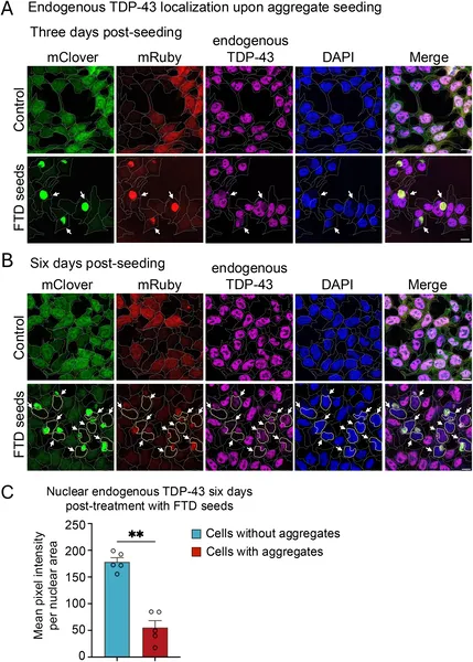 Seeding causes TDP-43 protein to clump outside the nucleus, reducing its levels inside the nucleus over six days in treated cells.