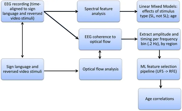 EEG data from sign language and reversed videos were analyzed to study brain responses and their relation to age using advanced models and machine learning.