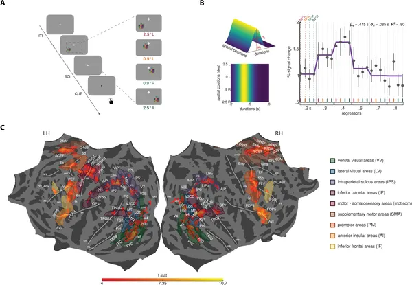 Participants compared brief visual durations shown in different screen spots to a reference time, responding after a color cue during trials.
