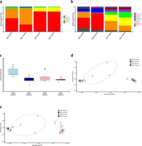 Gut bacteria in sailfin mollies differ by water type and gut region after 14 days, showing changes in diversity and composition.
