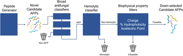 Fung-AI finds safe, diverse antifungal peptides by screening candidates through multiple tests before lab testing their effectiveness and safety.