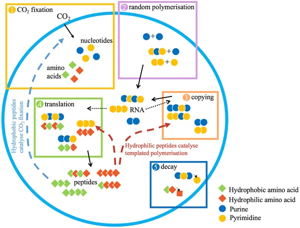 Protocells grow and divide by producing molecules and copying RNA, with processes tracked in a population evolving over time.