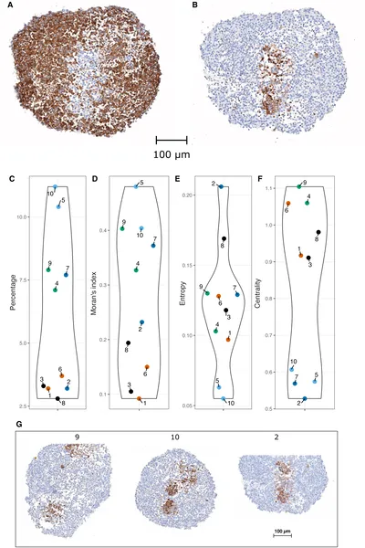 Images show stem cells marked by proteins in tissue, with charts measuring their distribution and clustering across samples.