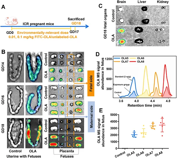 Pregnant mice exposed to lactic acid oligomers show these compounds crossing the placenta and accumulating in both mother and fetus organs.