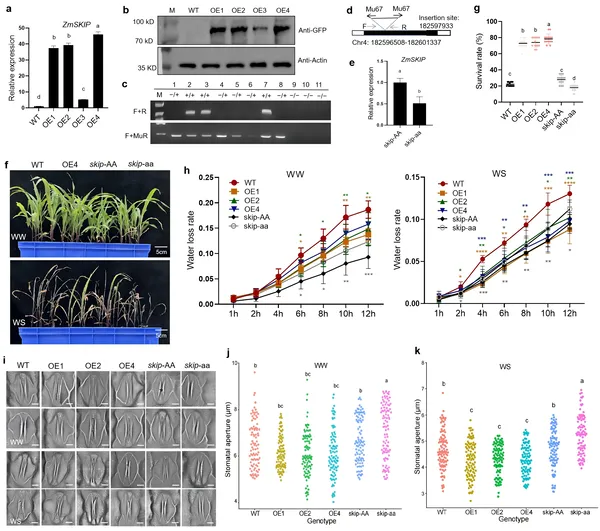 Study shows how altering ZmSKIP gene in maize affects growth, drought survival, water loss, and leaf pore size in young plants.