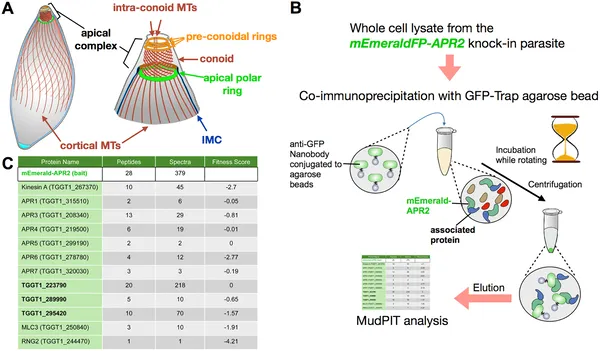Scientists used special tagging and analysis to find proteins linked to the tubulin structure in T. gondii parasites.