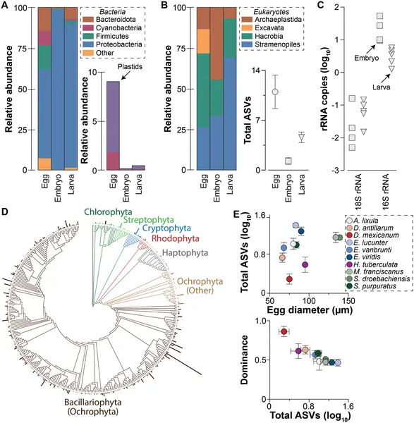 Sea urchin eggs carry DNA from photosynthetic microbes, suggesting mothers pass plastids, not full cells, to their offspring.