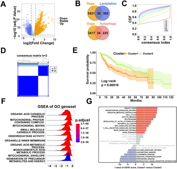 We identified key genes linked to lactylation and autophagy in liver cancer, grouped patients into two types, and compared their survival and biological pathways.