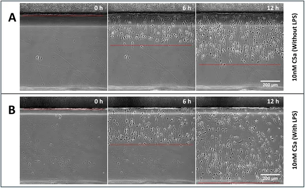 Macrophages move toward C5a signals, with LPS stimulation boosting their accuracy and coordination during migration.