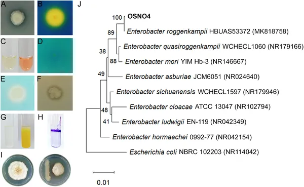Isolate OSNO4 shows multiple plant growth benefits and is identified by its genetic sequence among related bacteria.