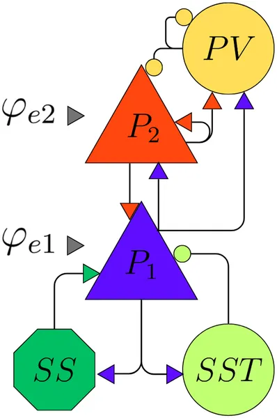 Diagram showing excitatory (blue) and inhibitory (orange) brain cells and their connections, with inputs labeled for each group.