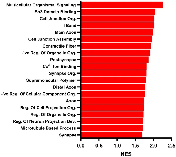 Top 20 cell pathways changed in hippocampal neurons after 1-hour PrP Sc treatment, based on protein modification analysis.
