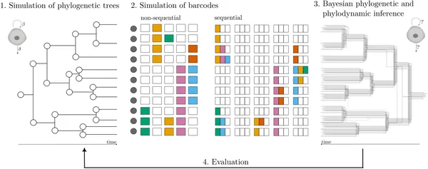 We traced cell family trees, recorded genetic edits, and used statistics to map cell growth and history accurately.